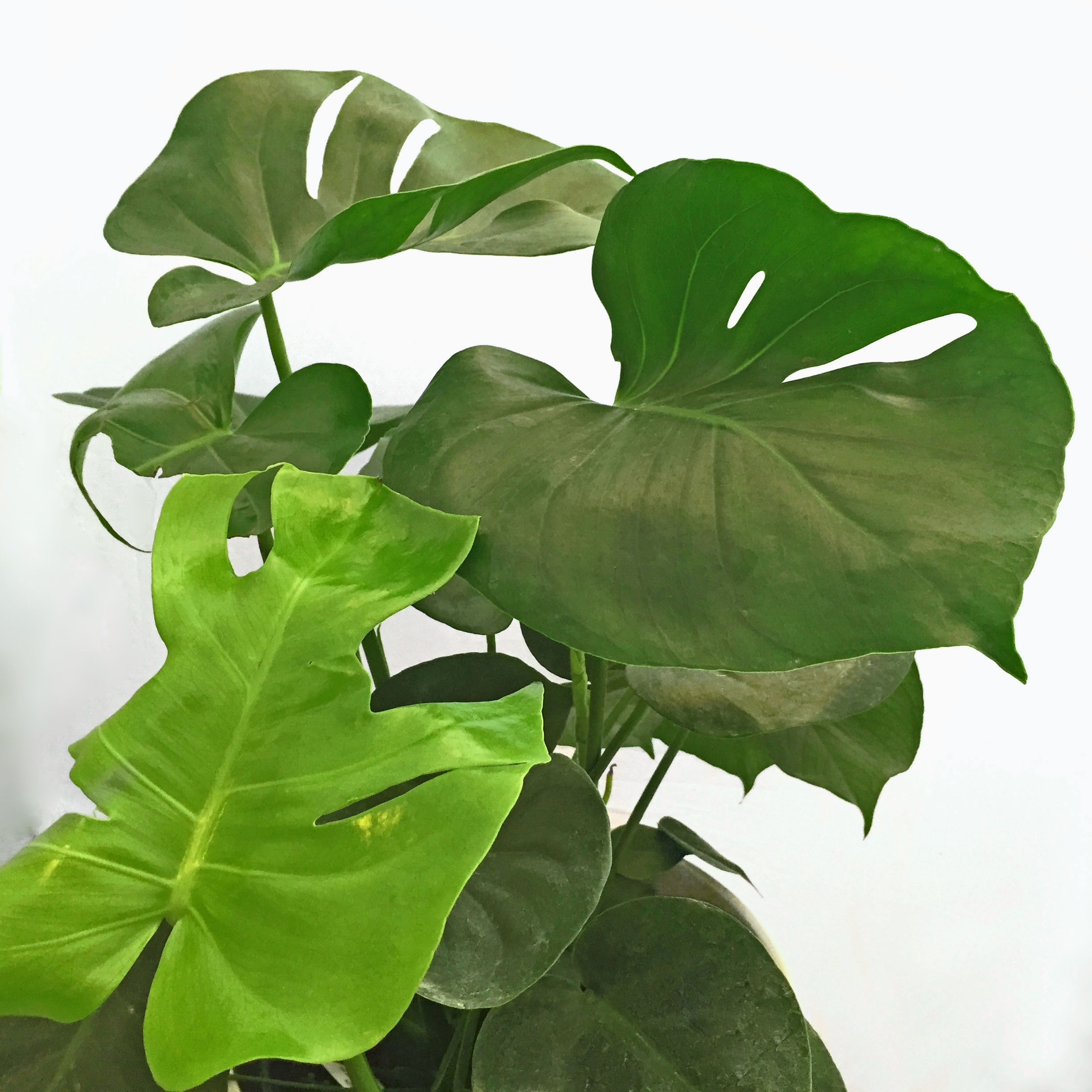 النباتات الداخلية puyallup