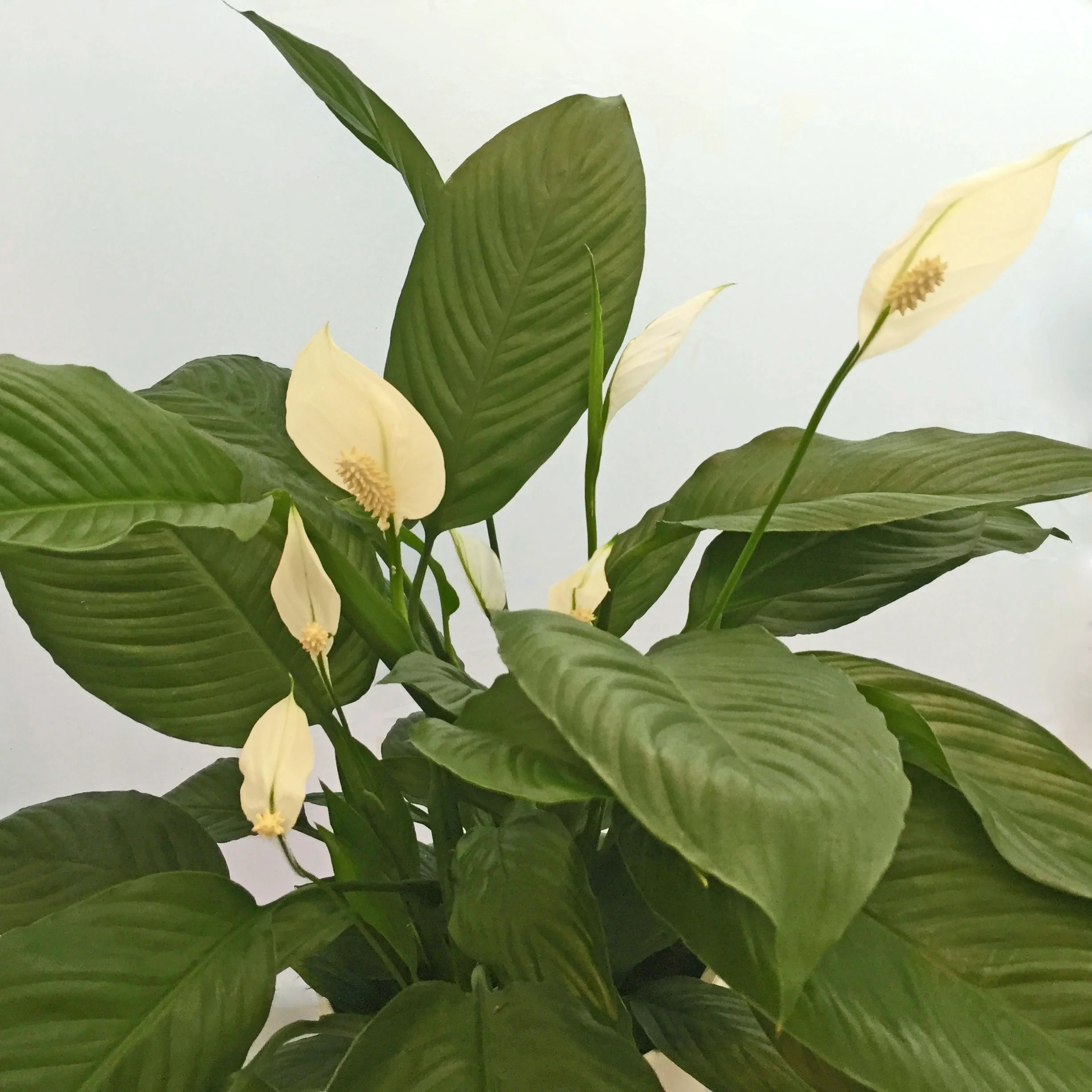 Spathiphyllum wallisii