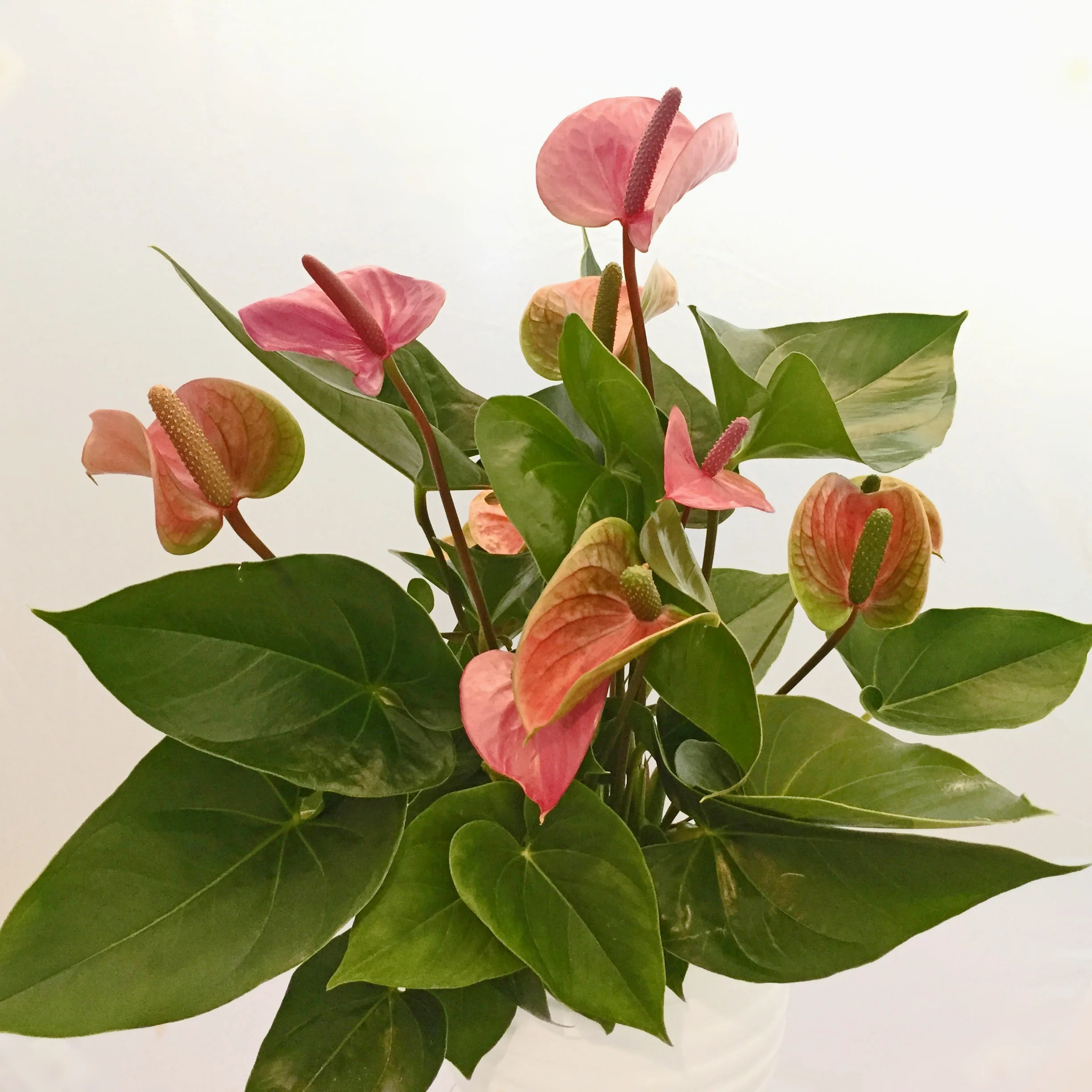Anthurium andreanum
