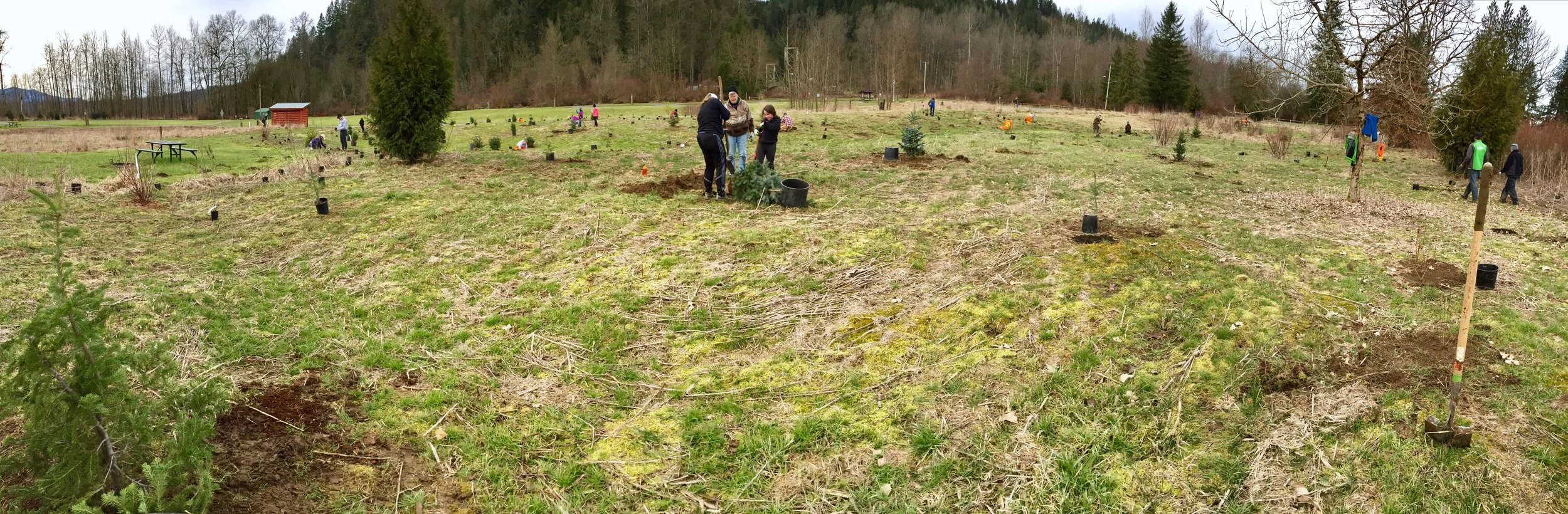 Volunteers planting in Tolt-MacDonald Park