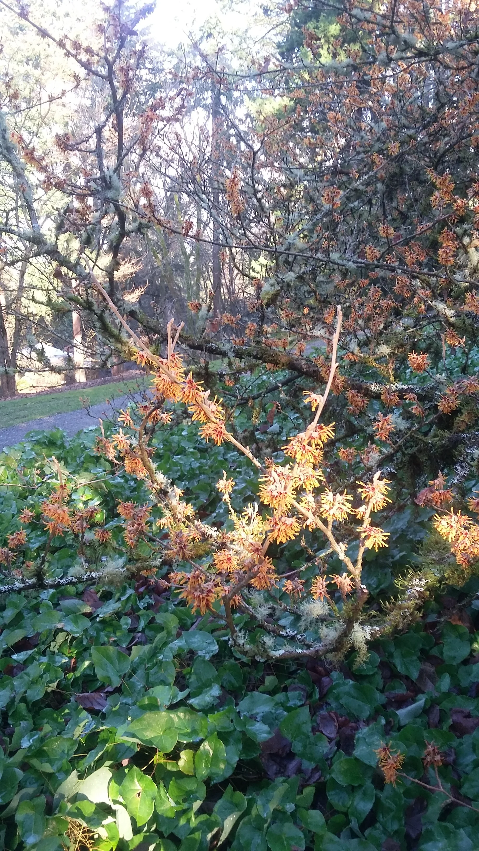 Hamamelis (witch hazel)