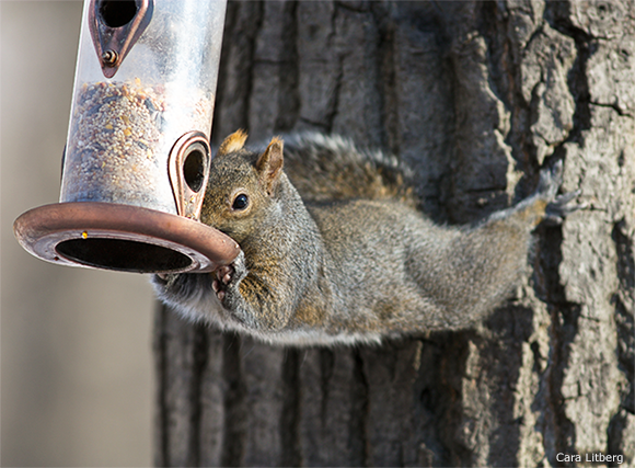 photo: Cara Litberg, National Wildlife Federation