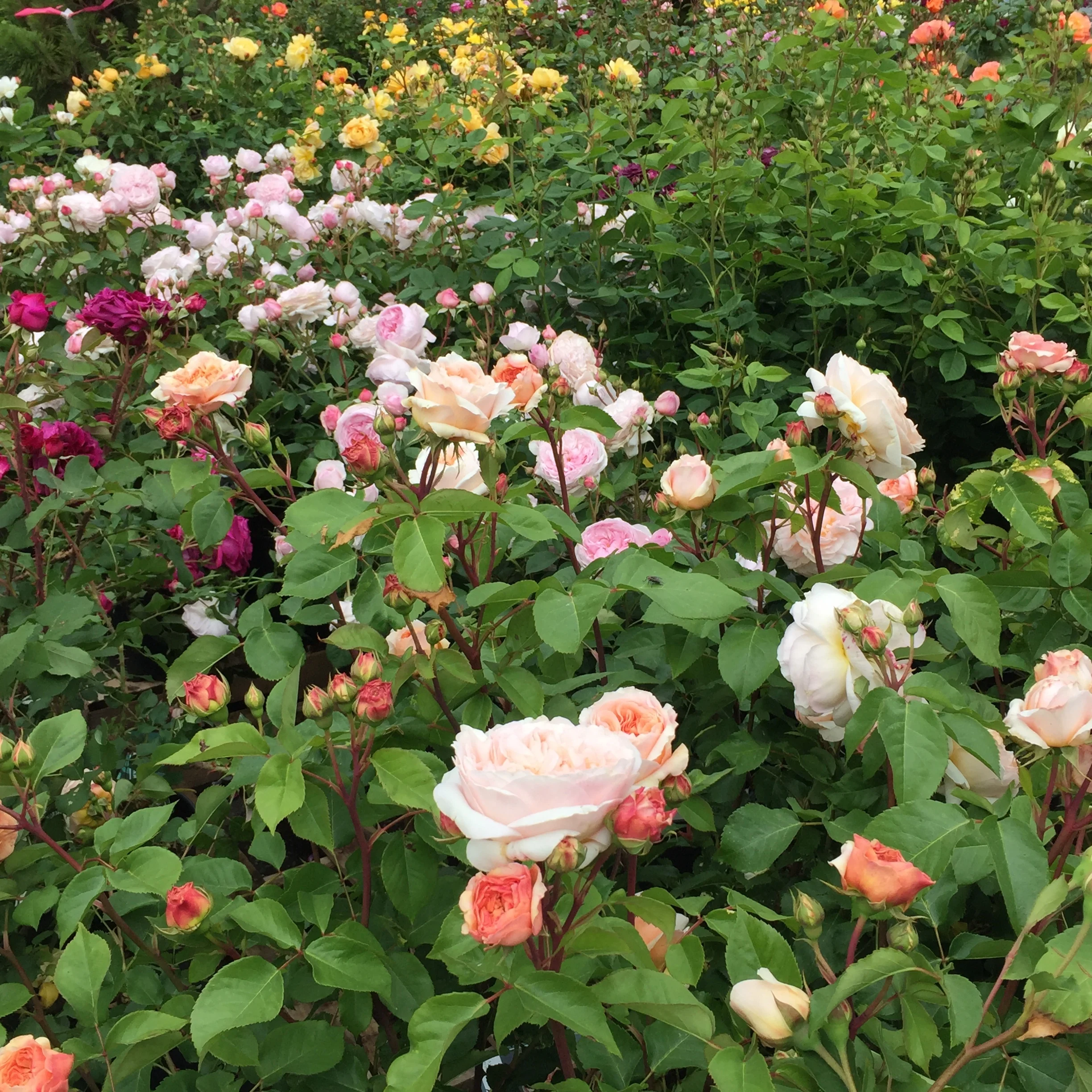 My Favorite Roses
