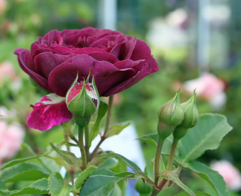 My Favorite Roses — Seattle's Favorite Garden Store Since 1924