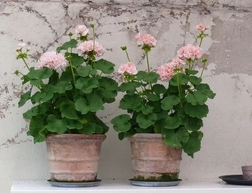 Geraniums in Aged Terracotta Pots Photo: pinterest.com