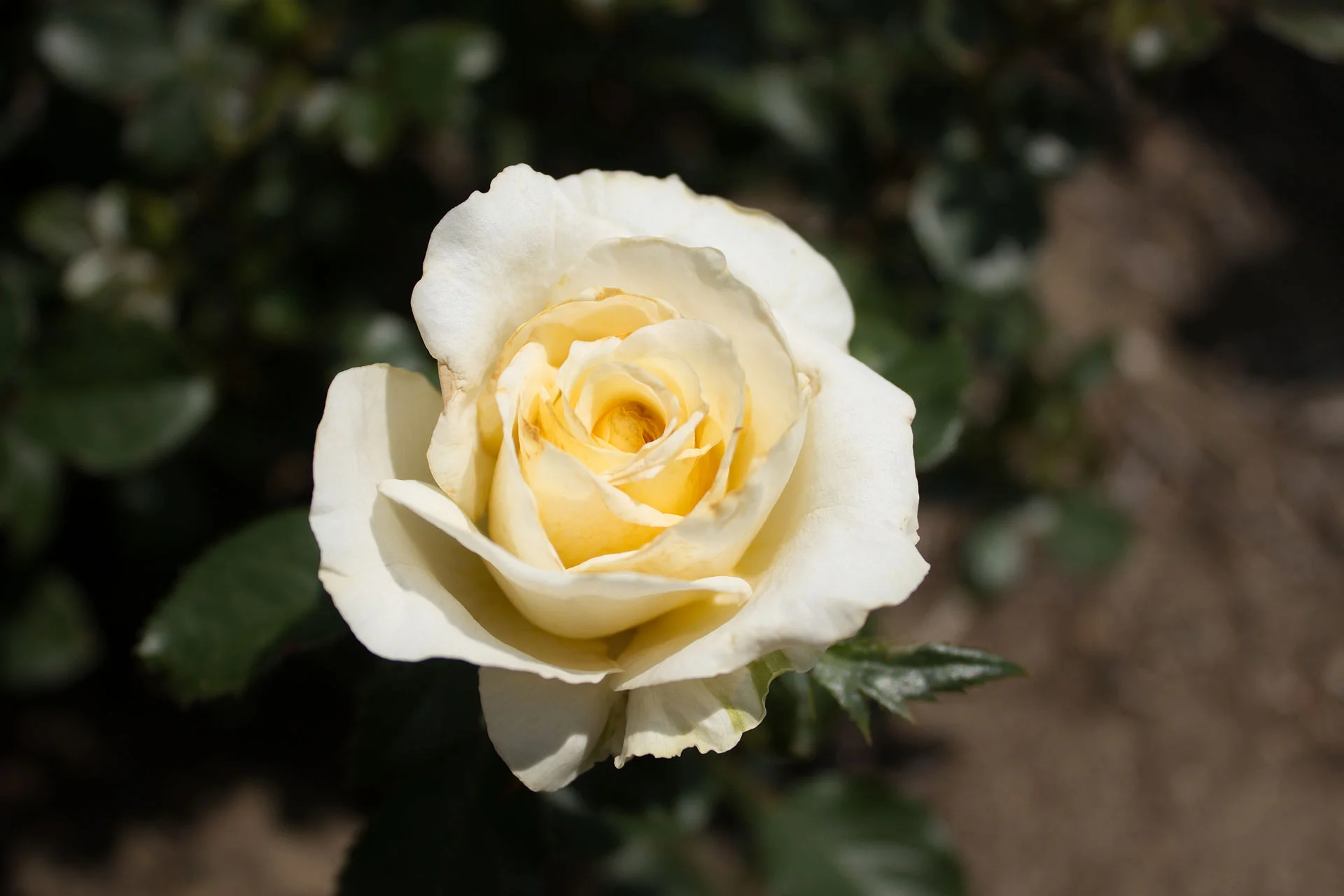 Whitaker Rose My Favorite Roses — Seattle's Favorite Garden Store Since 1924 ...