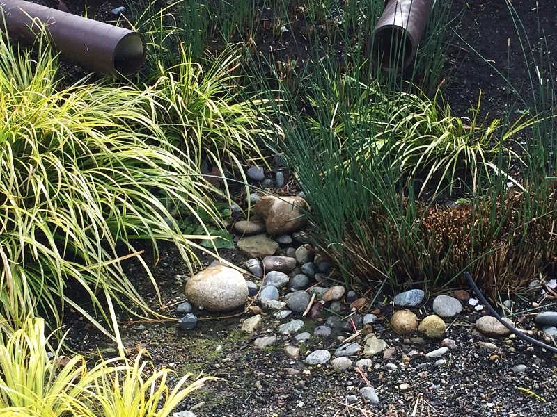 The Functioning Rain Garden