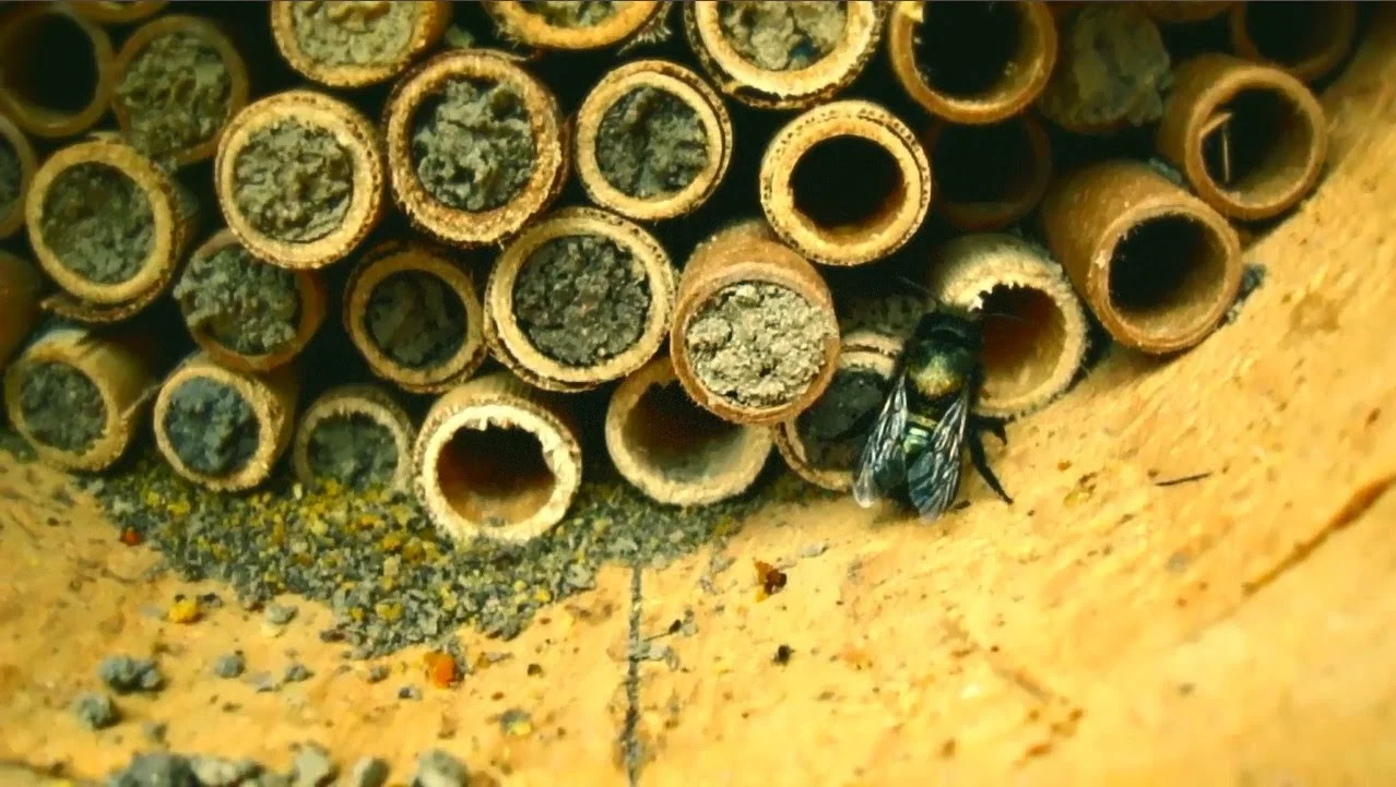 Mason bee tubes