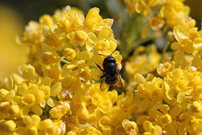 Mason bee harvesting pollen from Oregon Grape ( Mahonia aquifolium )