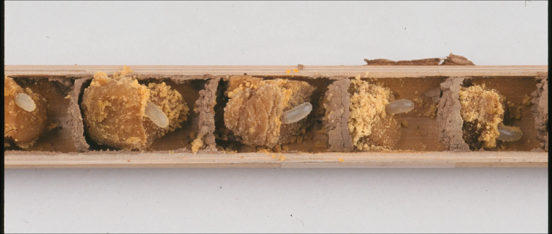 Eggs within tube chambers