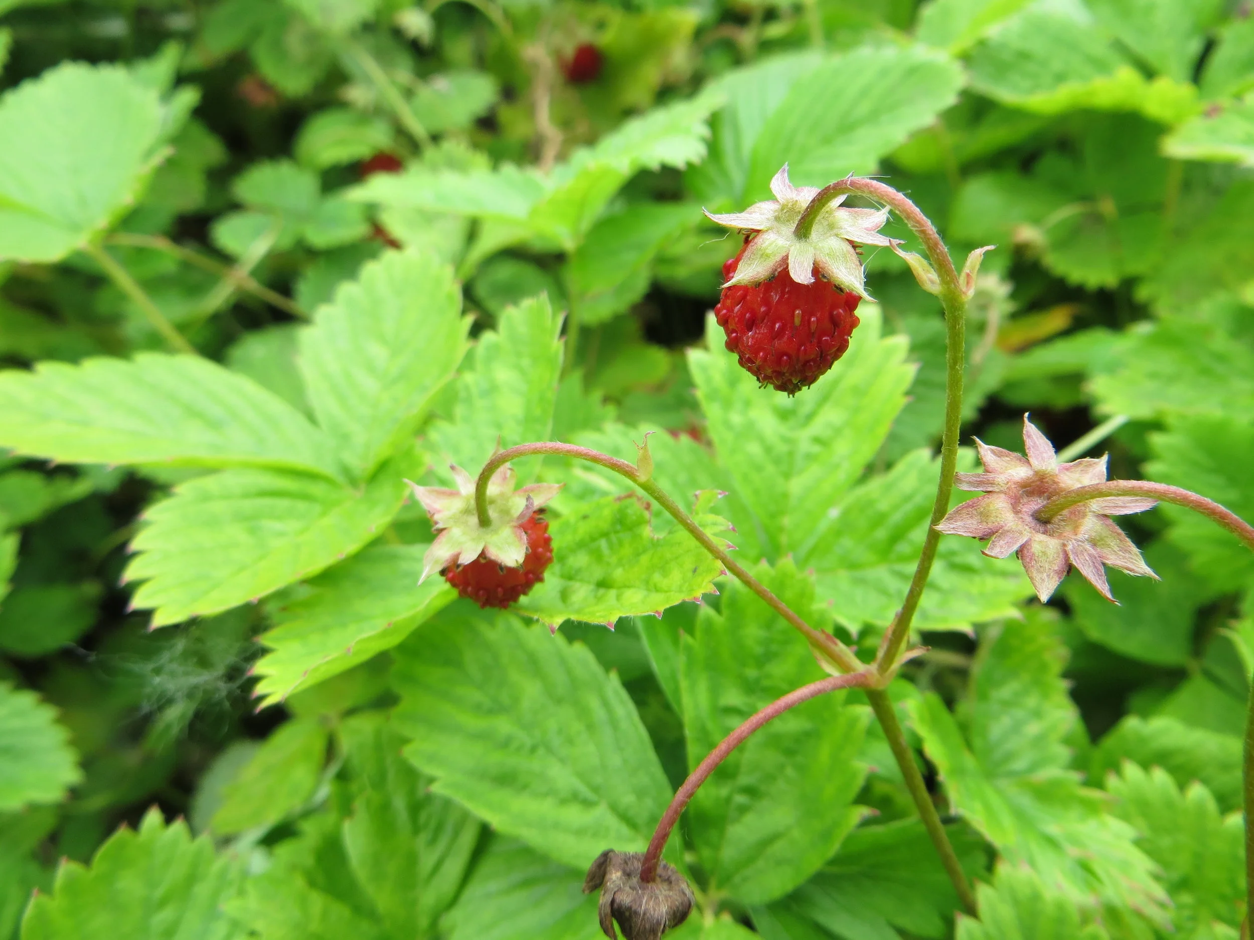 Alpine Strawberry (Fragaria vesca). These plants have lovely foliage, grow well in partial sun, and taste delicious.