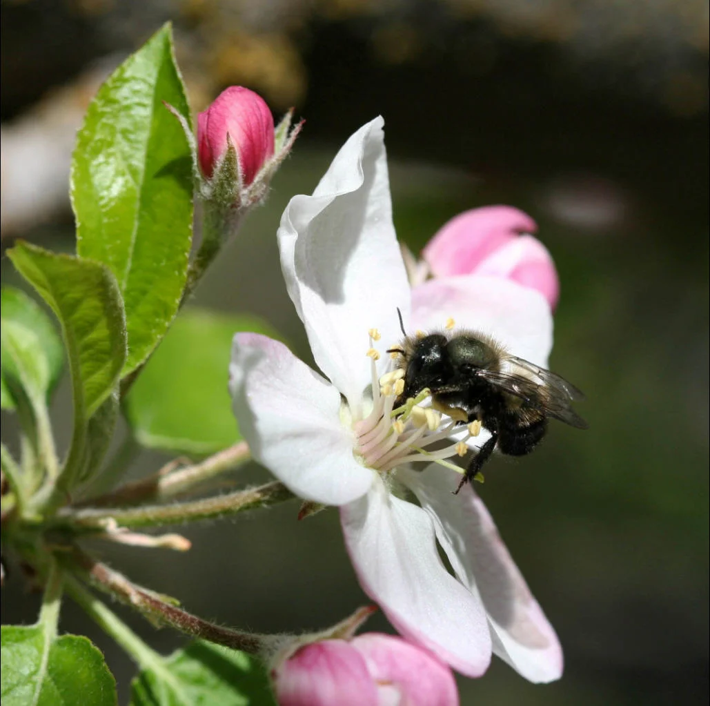 Bees in Your Backyard: Spring Pollination with Gentle Orchard Mason Bees