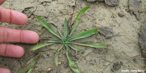 Compacted soilPhoto: Harry Rose