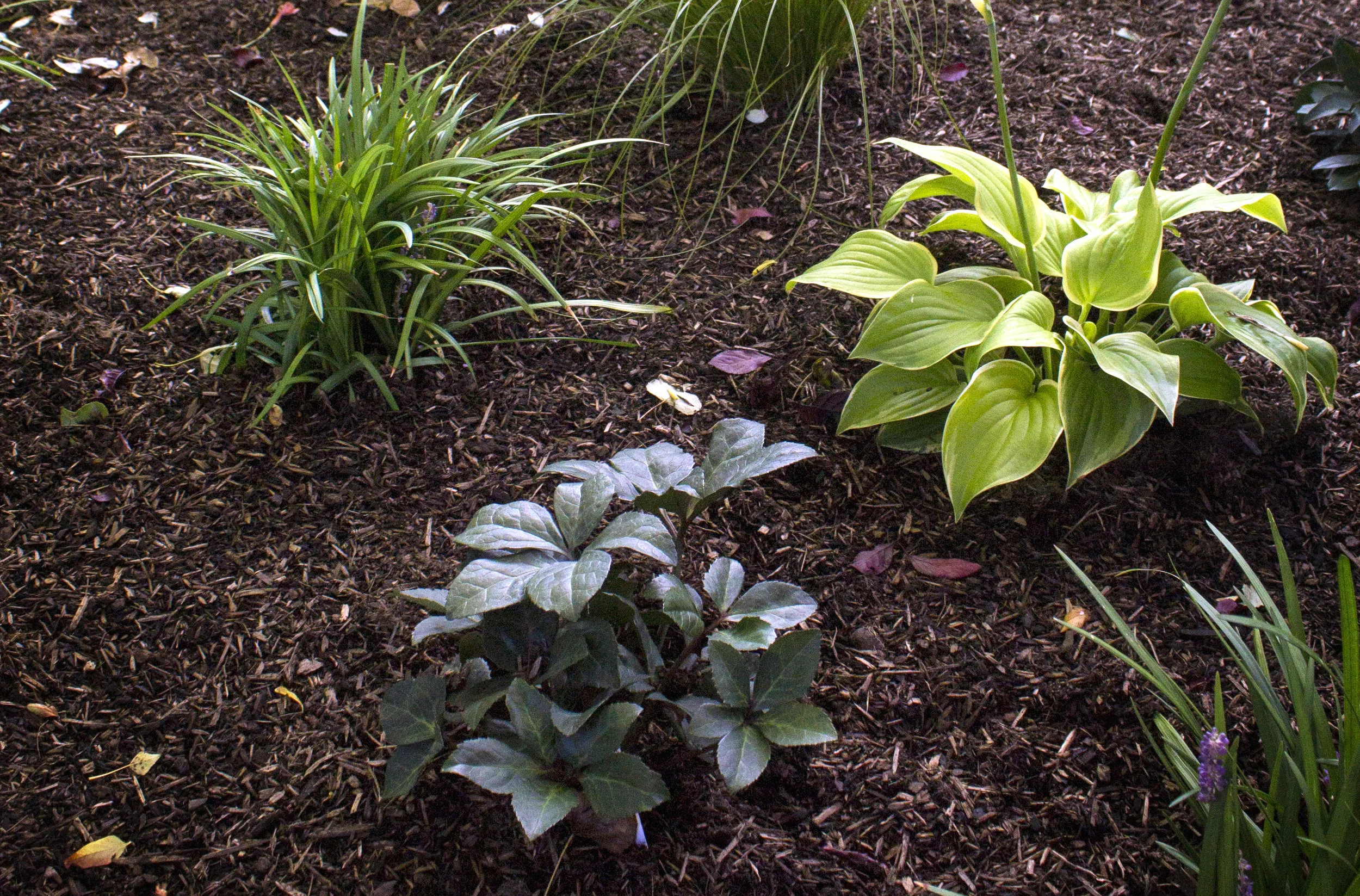 G&B Organics Soil-Building Conditioner (one of our favorite compost products) used as a mulch.