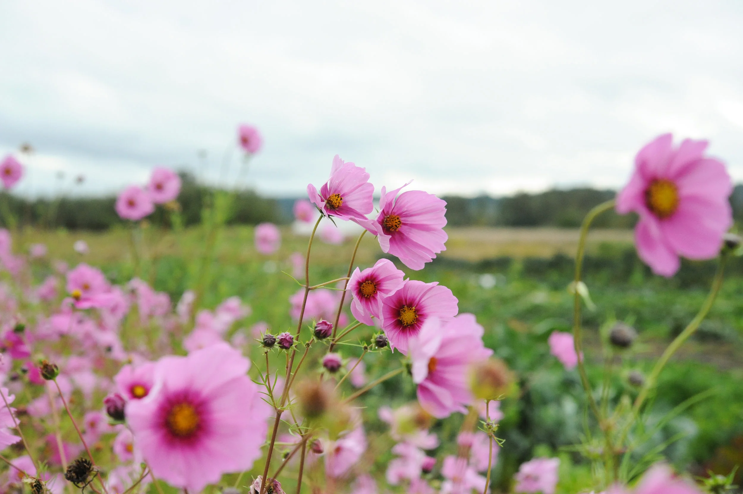 Cosmos photo: Hilary Dahl