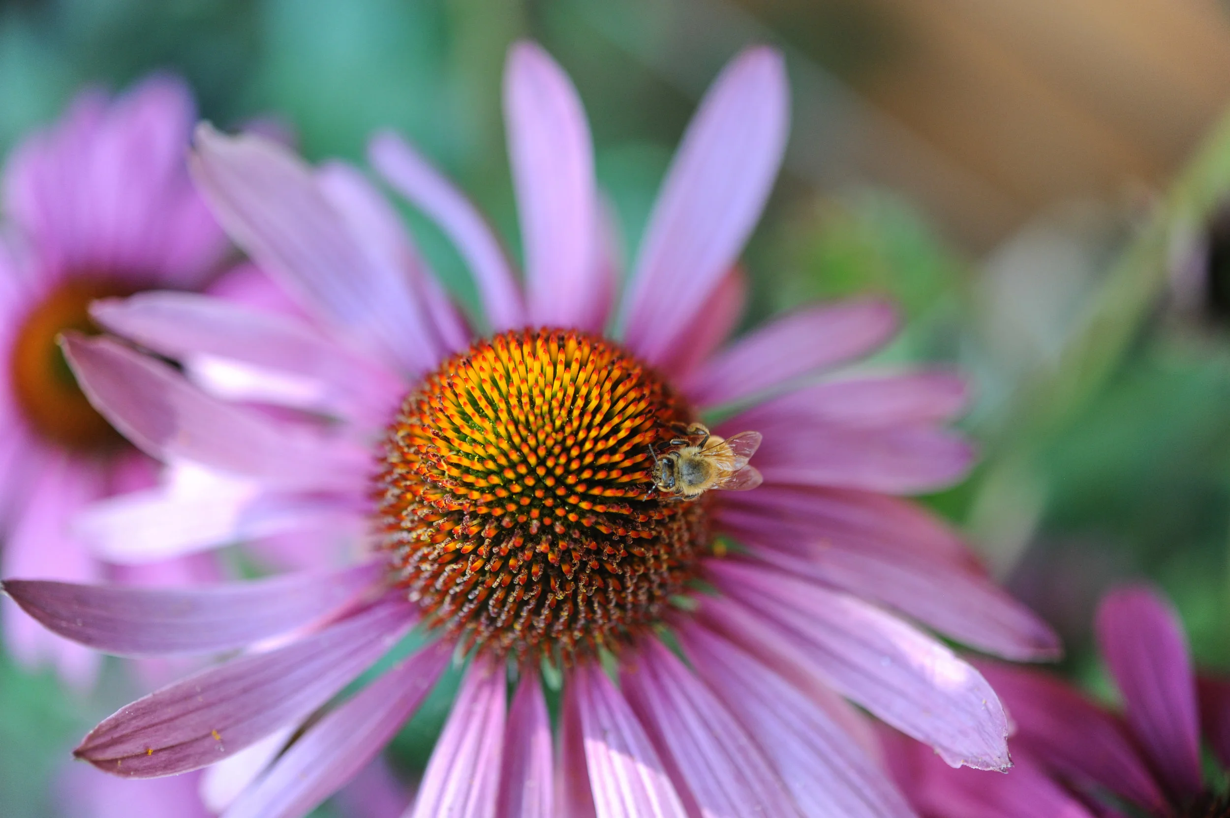 Echinacea photo: Hilary Dahl