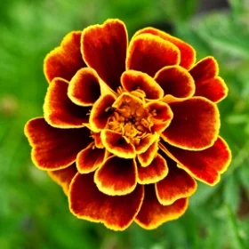 Queen Sophia Marigold photo: Nichols Garden