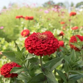 Benary's Giant Series Zinnia photo:Johnny's Seeds
