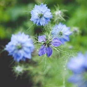 Nigella photo: Hilary Dahl