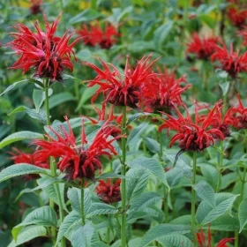 Jacob Kline Bee Balm photo: Hugh Conlon