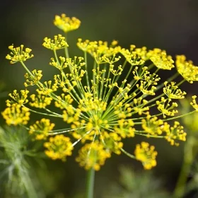 Bronze Fennel photo: David Domoney