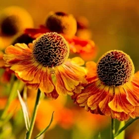 Moerheim Beauty Helenium photo: Pinterest