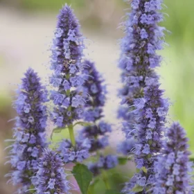 Blue Fortune Hyssop photo: Monrovia