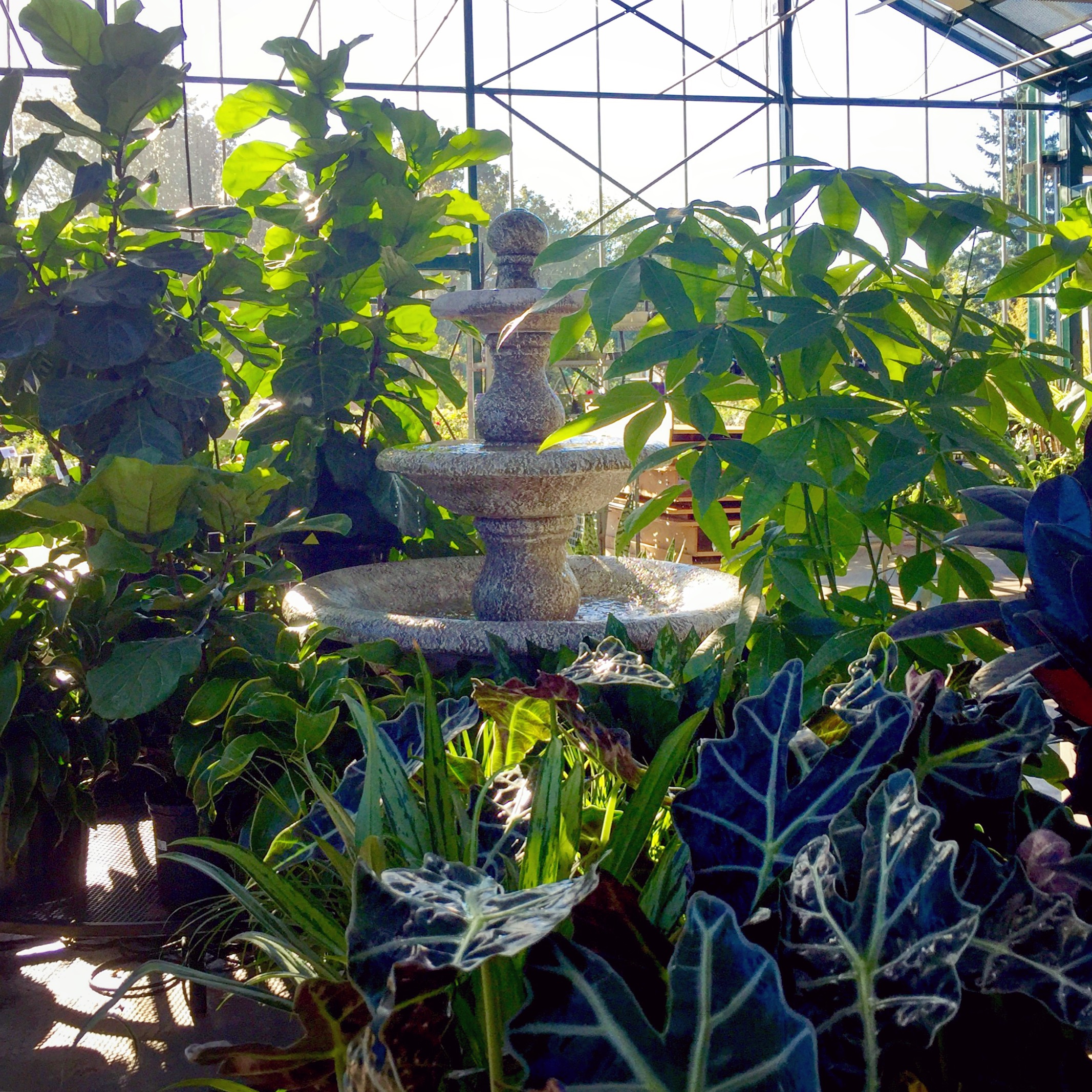 Photo: Swansons Nursery