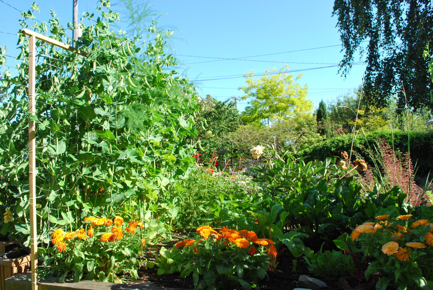 Planter un jardin de légumes à Seattle