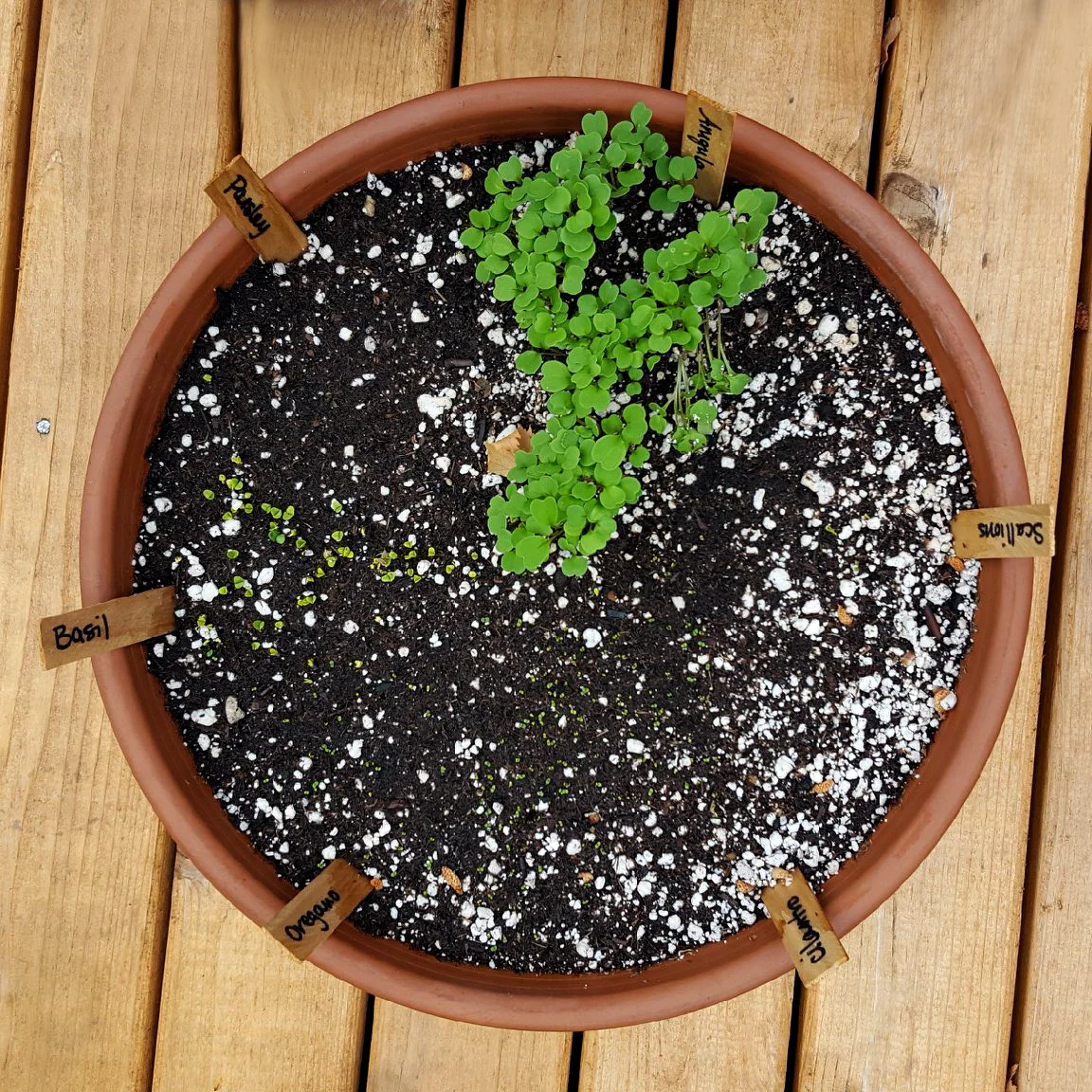 Here, the arugula has completely sprouted and the basil, oregano, and cilantro and just starting to sprout. Parsley and scallions should be on their way soon!