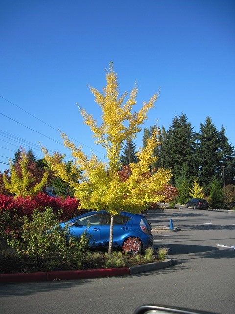Copper Beech_Dr.CharlesNelson.jpg
