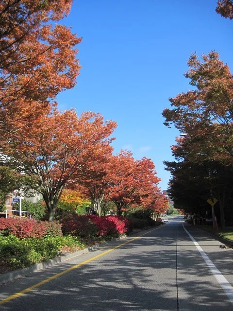 Street Life: Choosing & Planting Street Trees