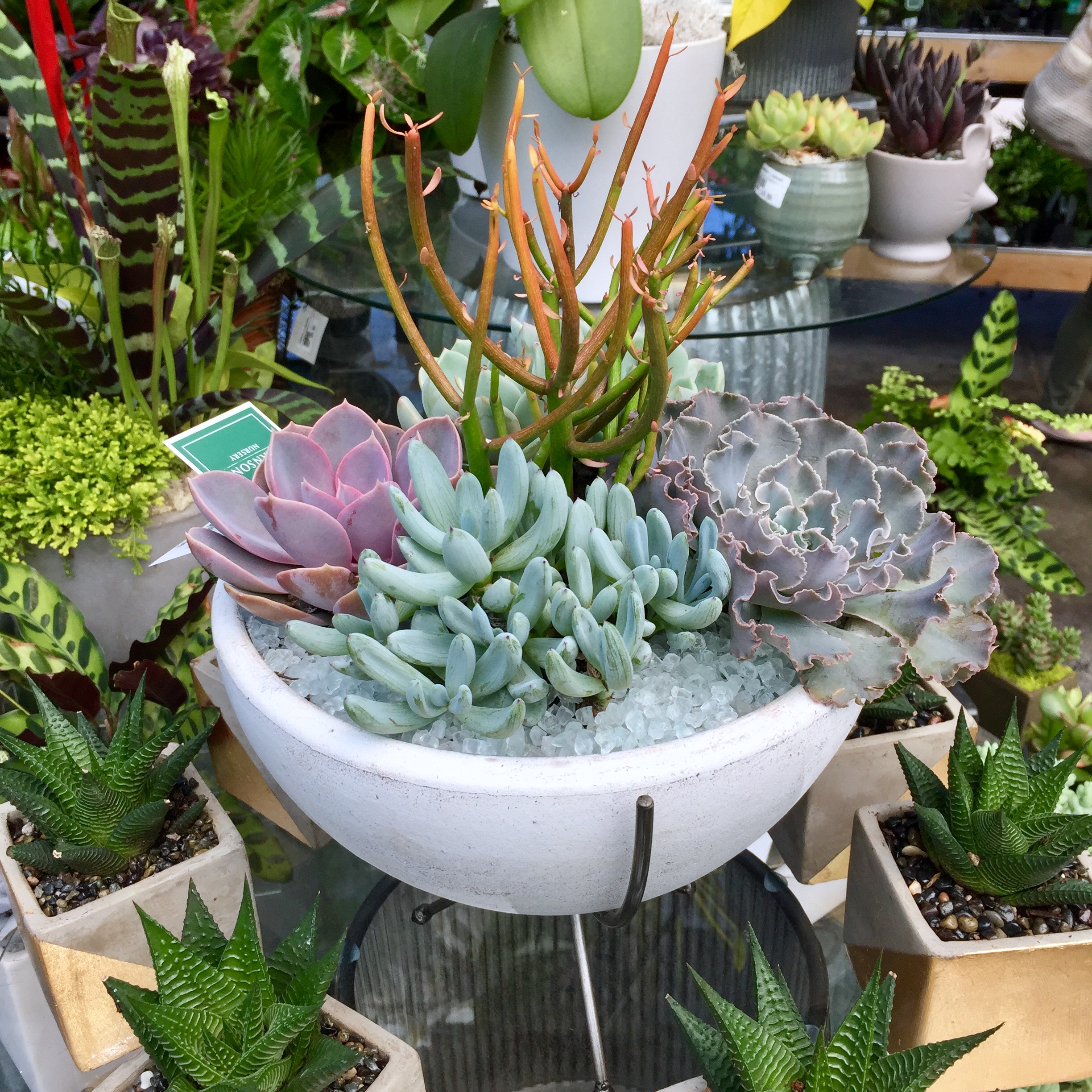 Mollie's Succulent container.jpeg