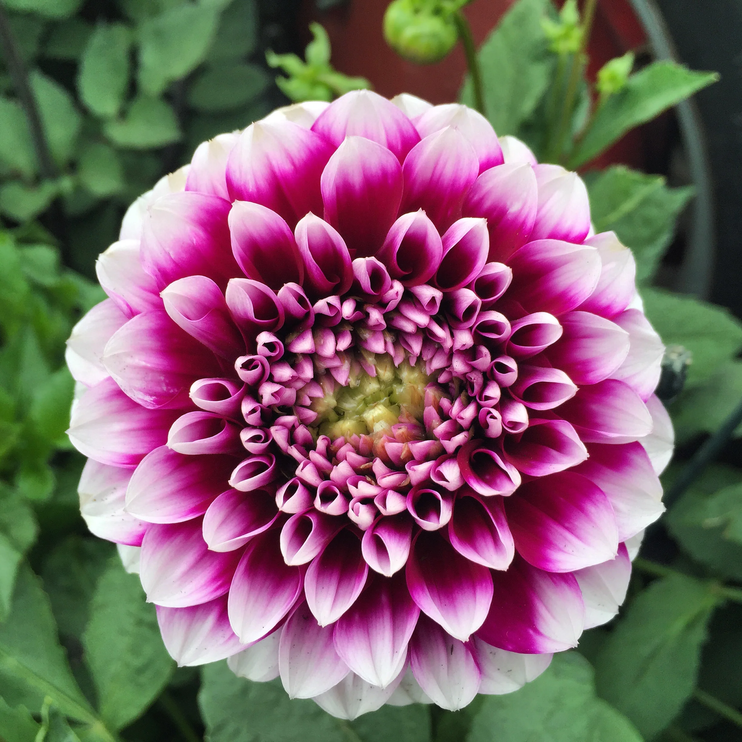 Swansons on Instagram