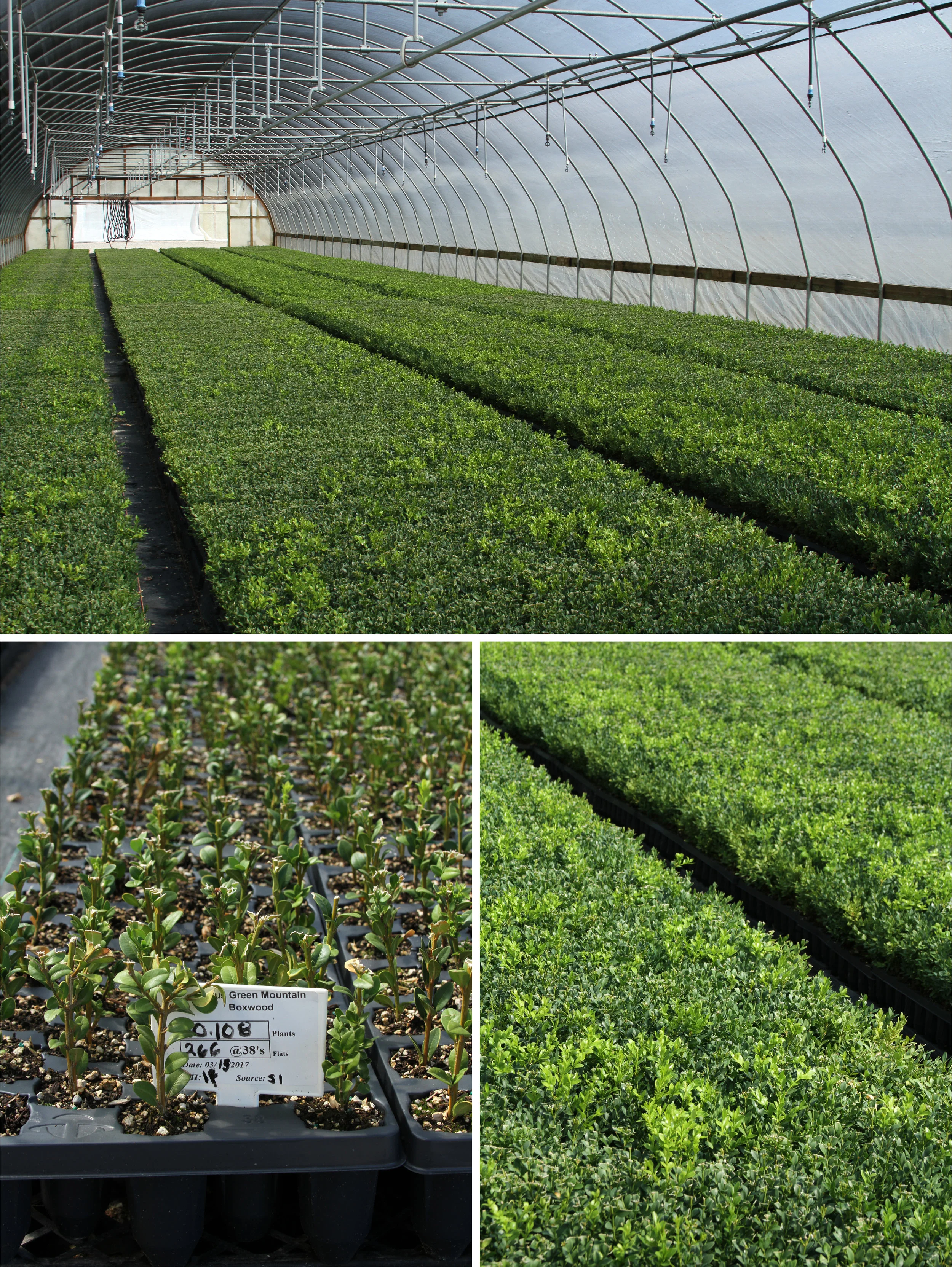 Boxwood as far as the eye can see. Boxwood cuttings (lower left) and young plants (lower right) being cared for in the Bailey greenhouses.