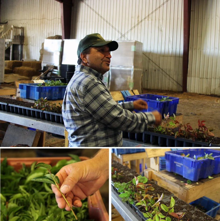 Sergio shows us the rose propagation area. All these cuttings are put into trays by hand!