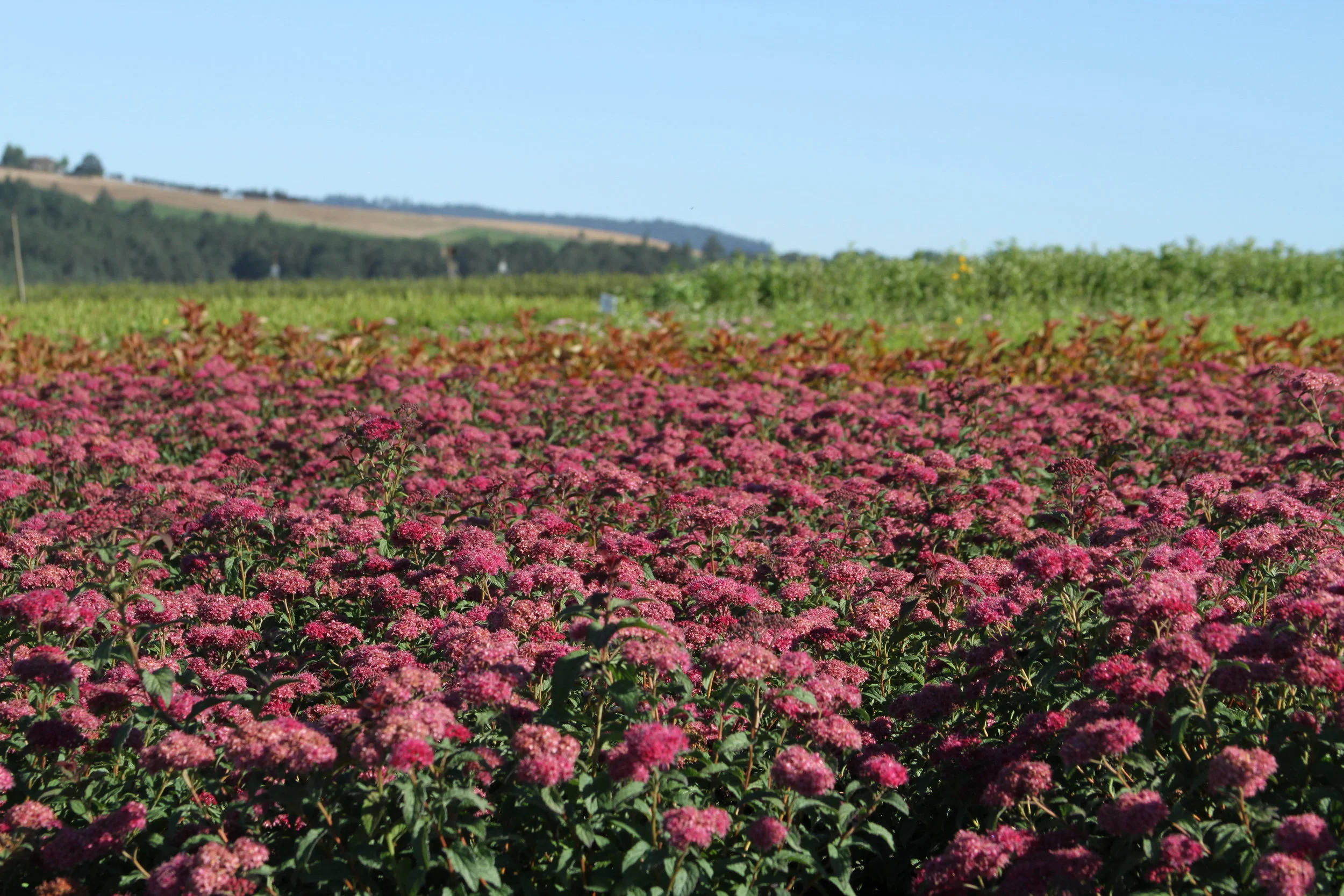 A Leafy Road Trip: Visiting Bailey Nurseries in Oregon