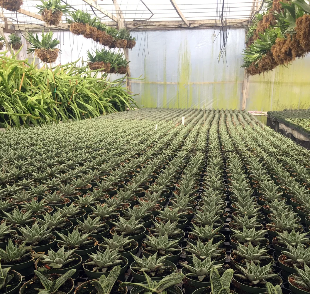 Haworthia 'Miami' as far as the eye can see.