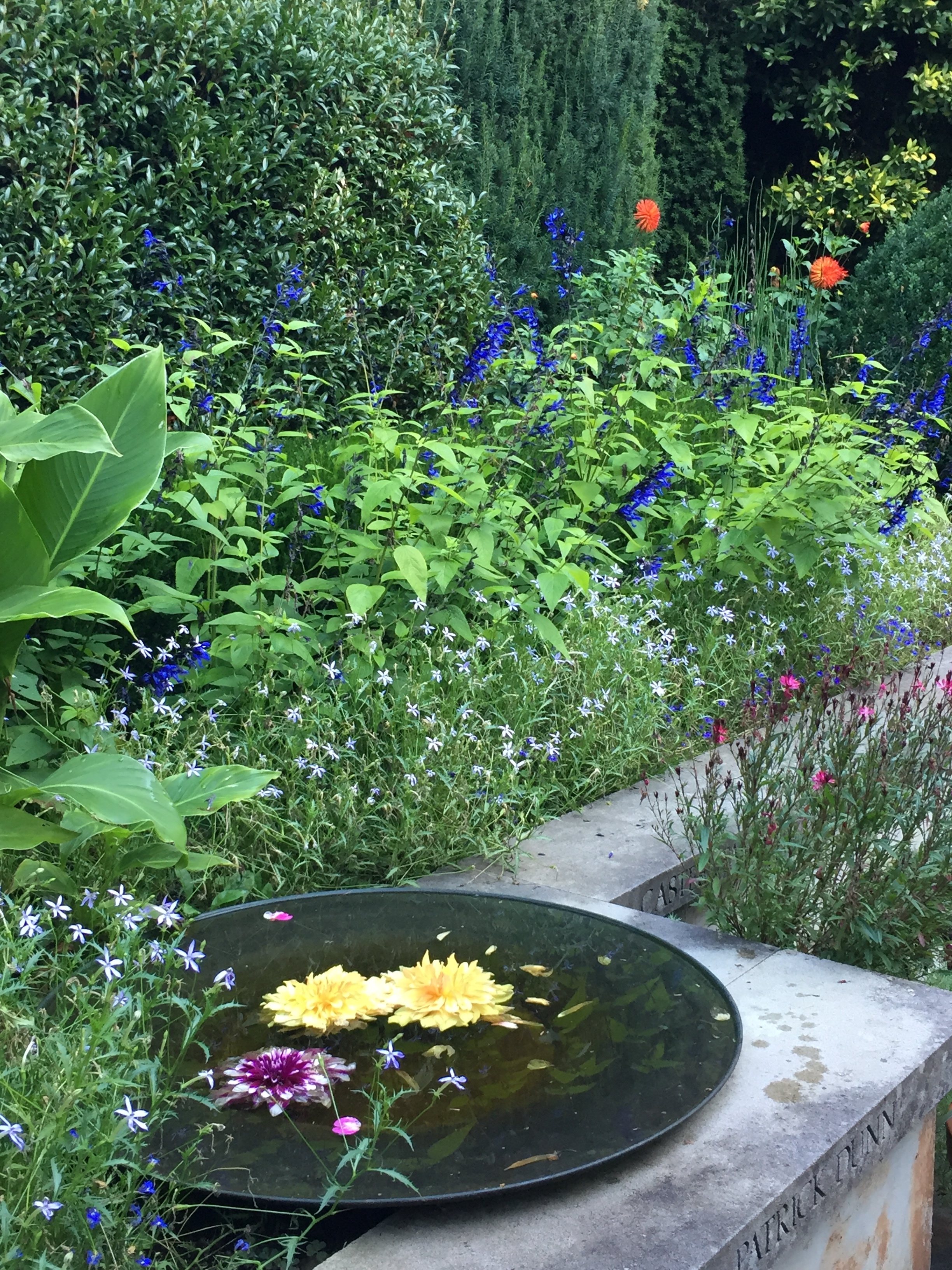 Floating Dahlias in a Water Feature