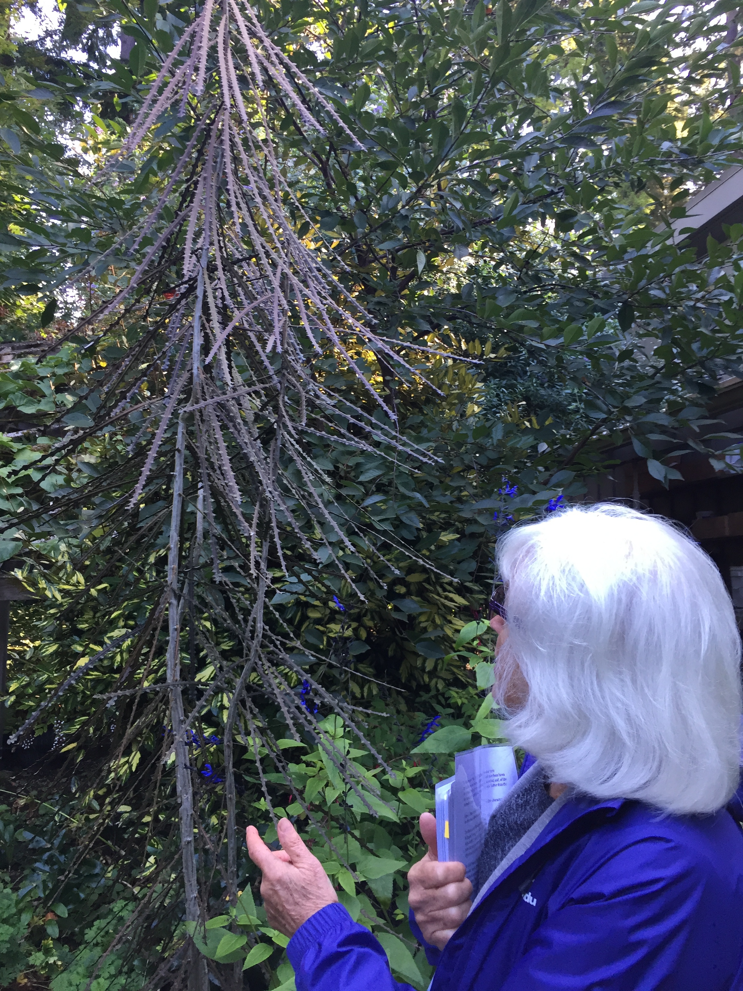 Beth Showing Us a Young Pseudopanax Ferox 