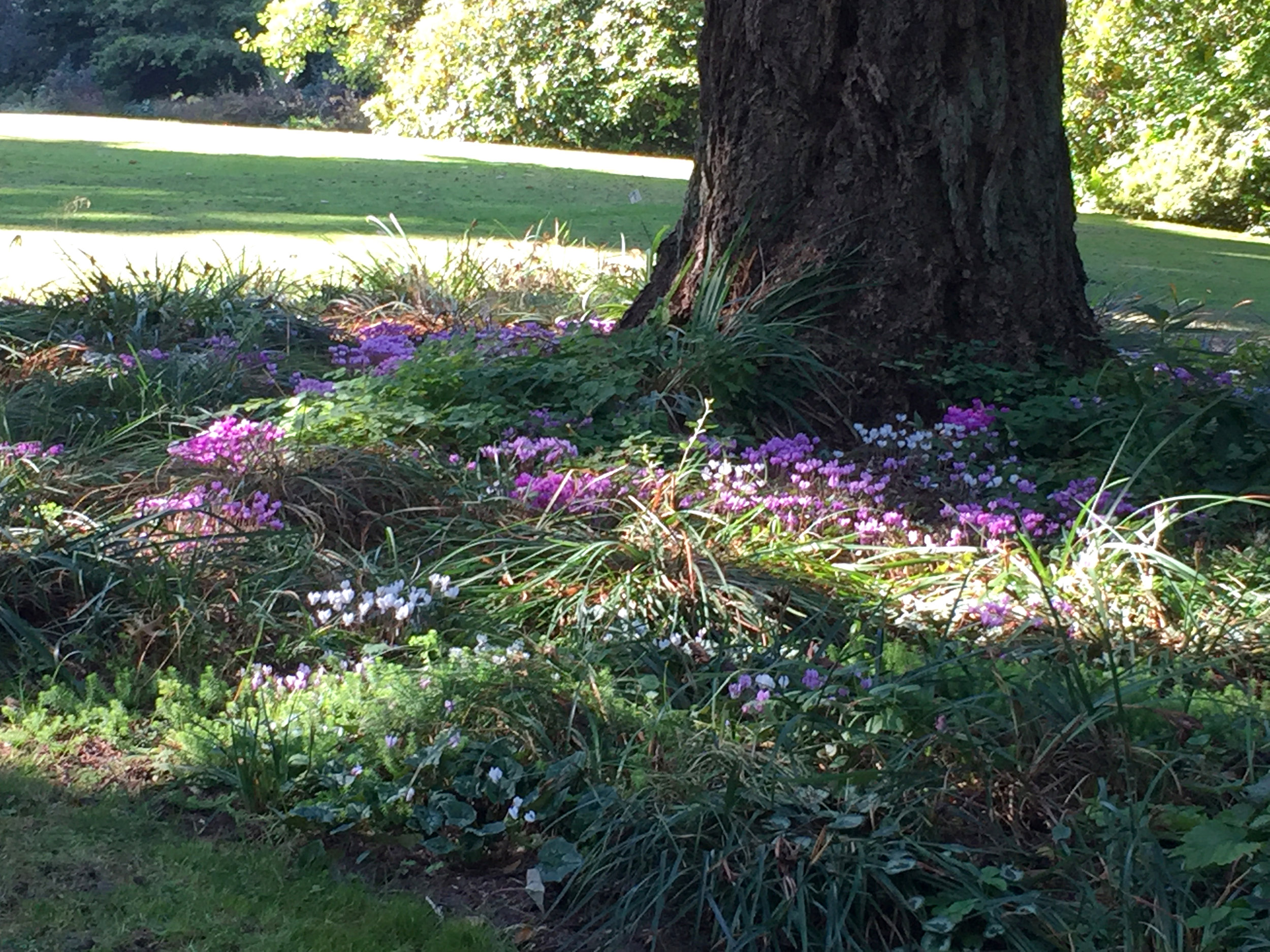 Dappled Sunlight on Cyclamen