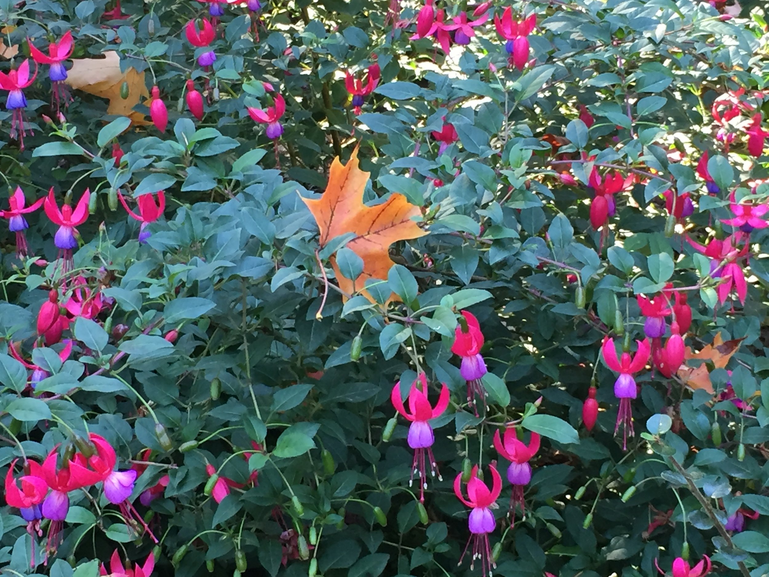 Fall Leaf on a Hardy Fuchsia