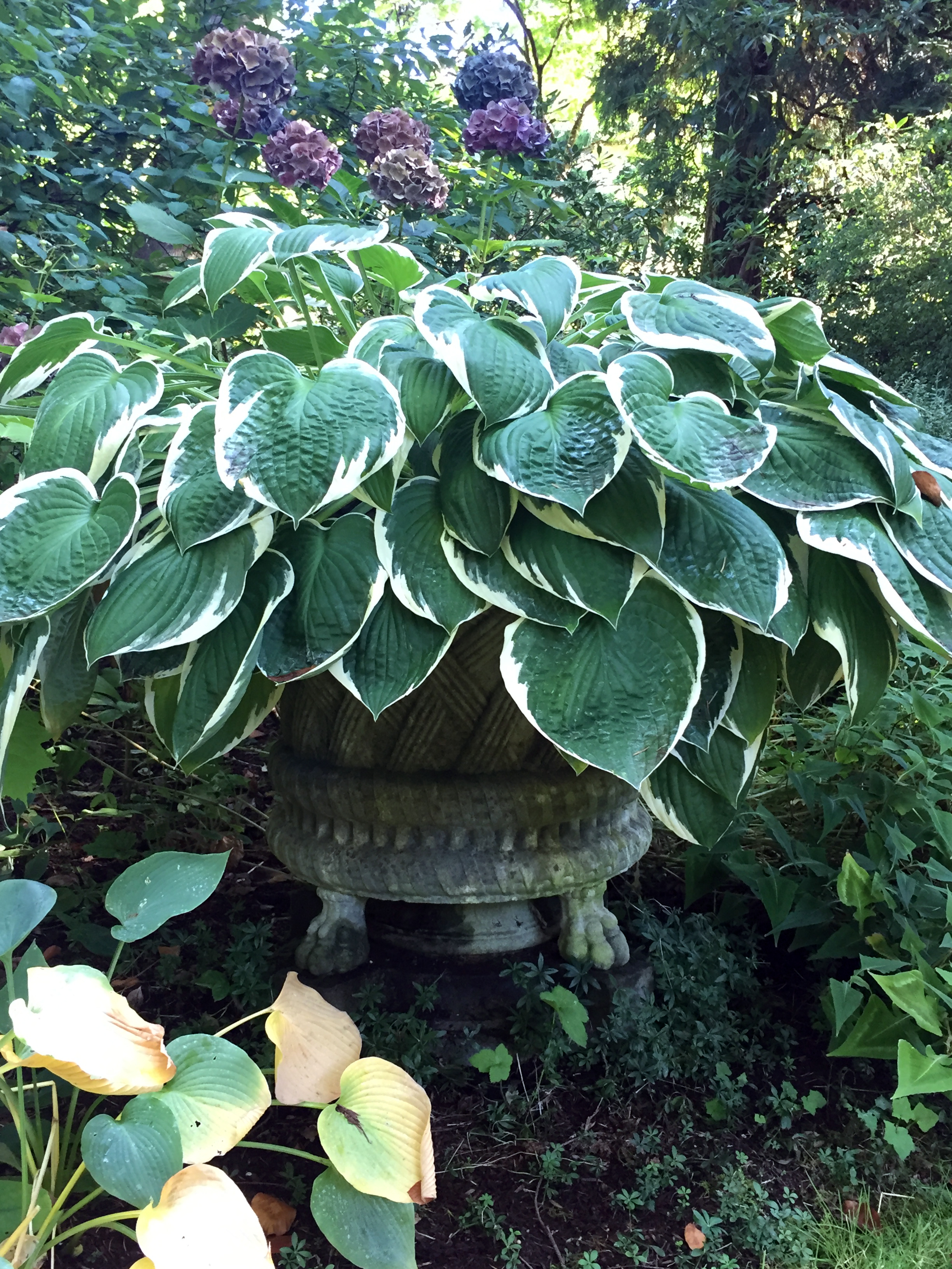 Hosta in a Claw-Foot Urn