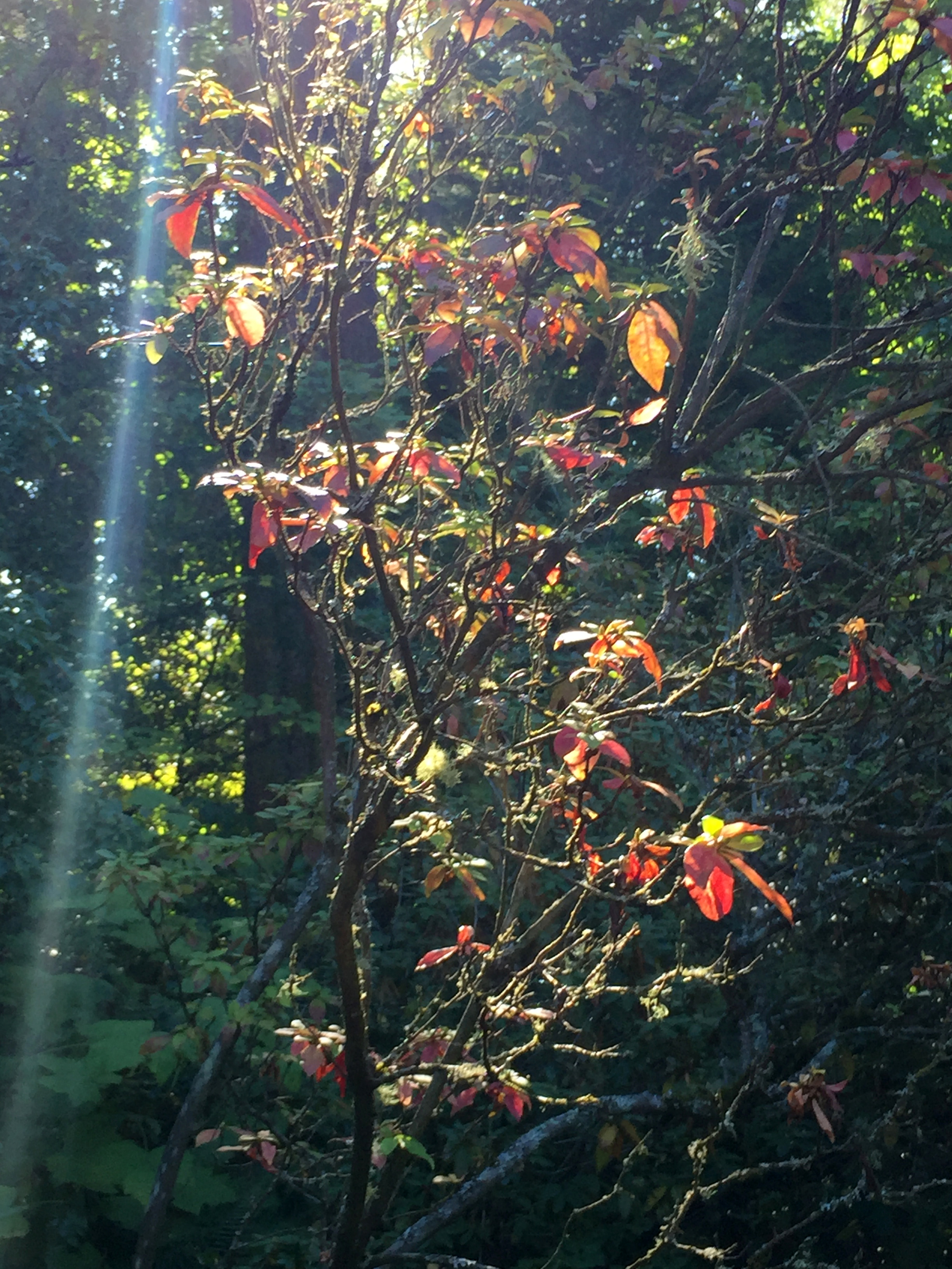 A Rare Quercus Augustinii