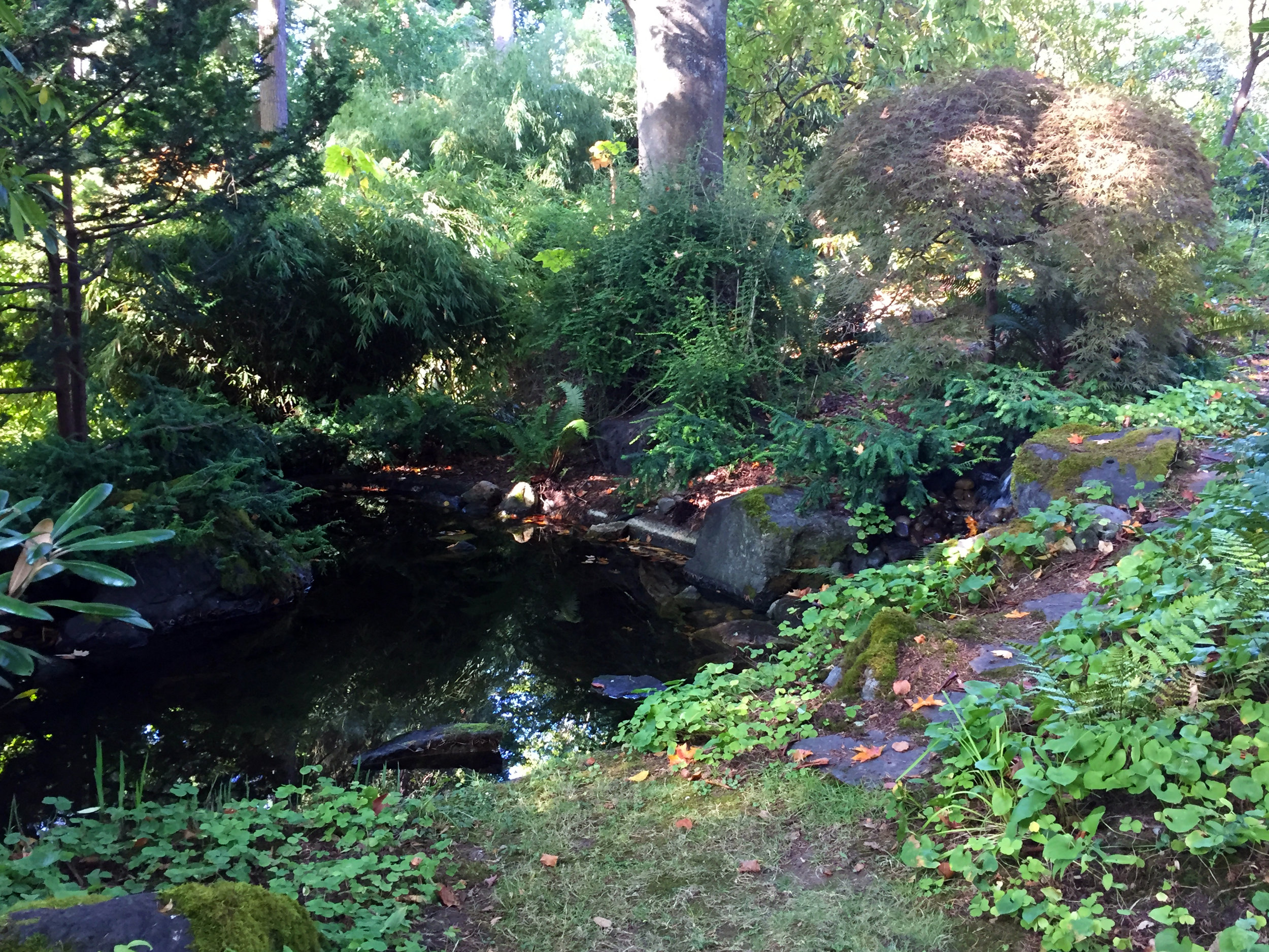 The Pond in the Woodland Garden