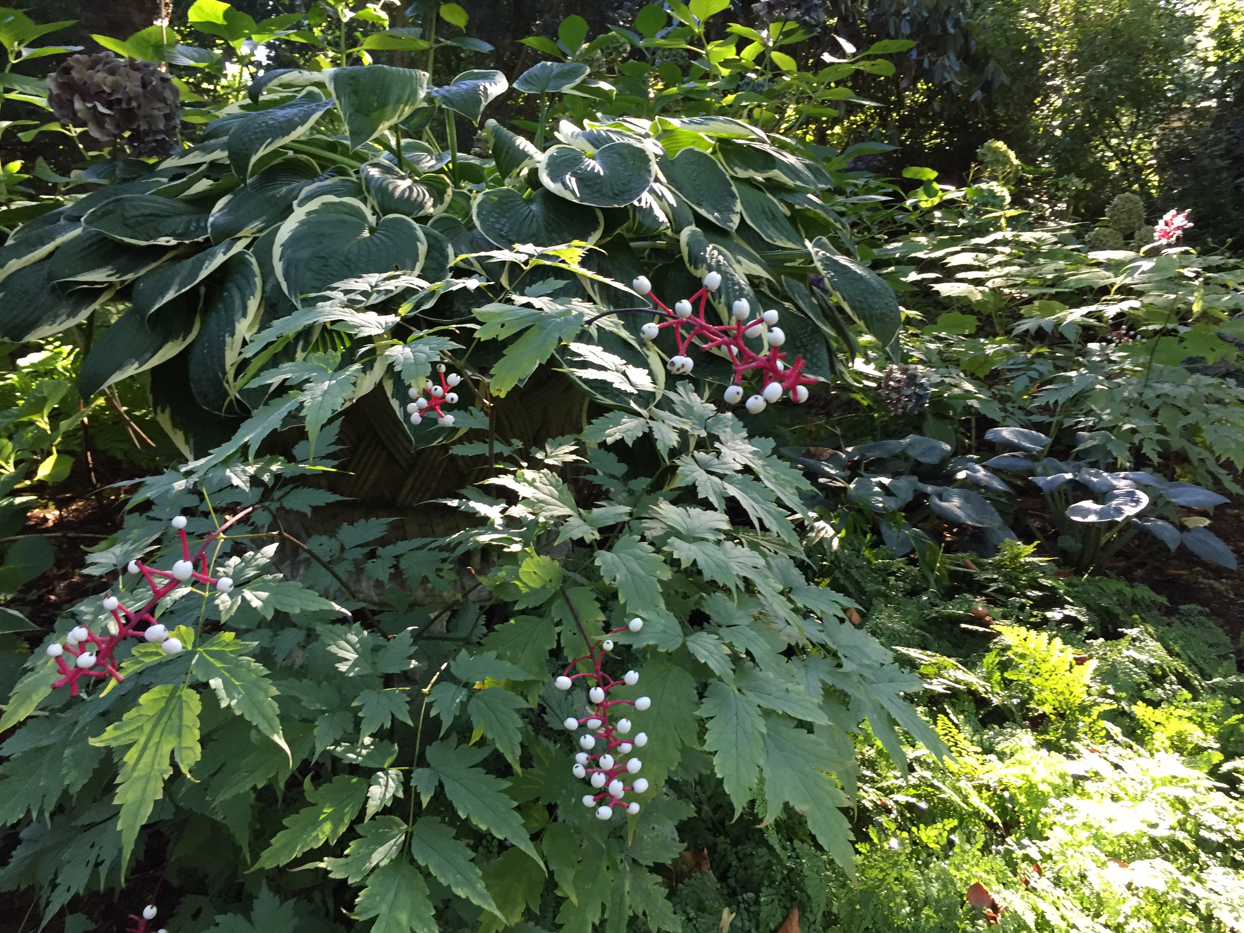 Hosta and Actaea Pachypoda