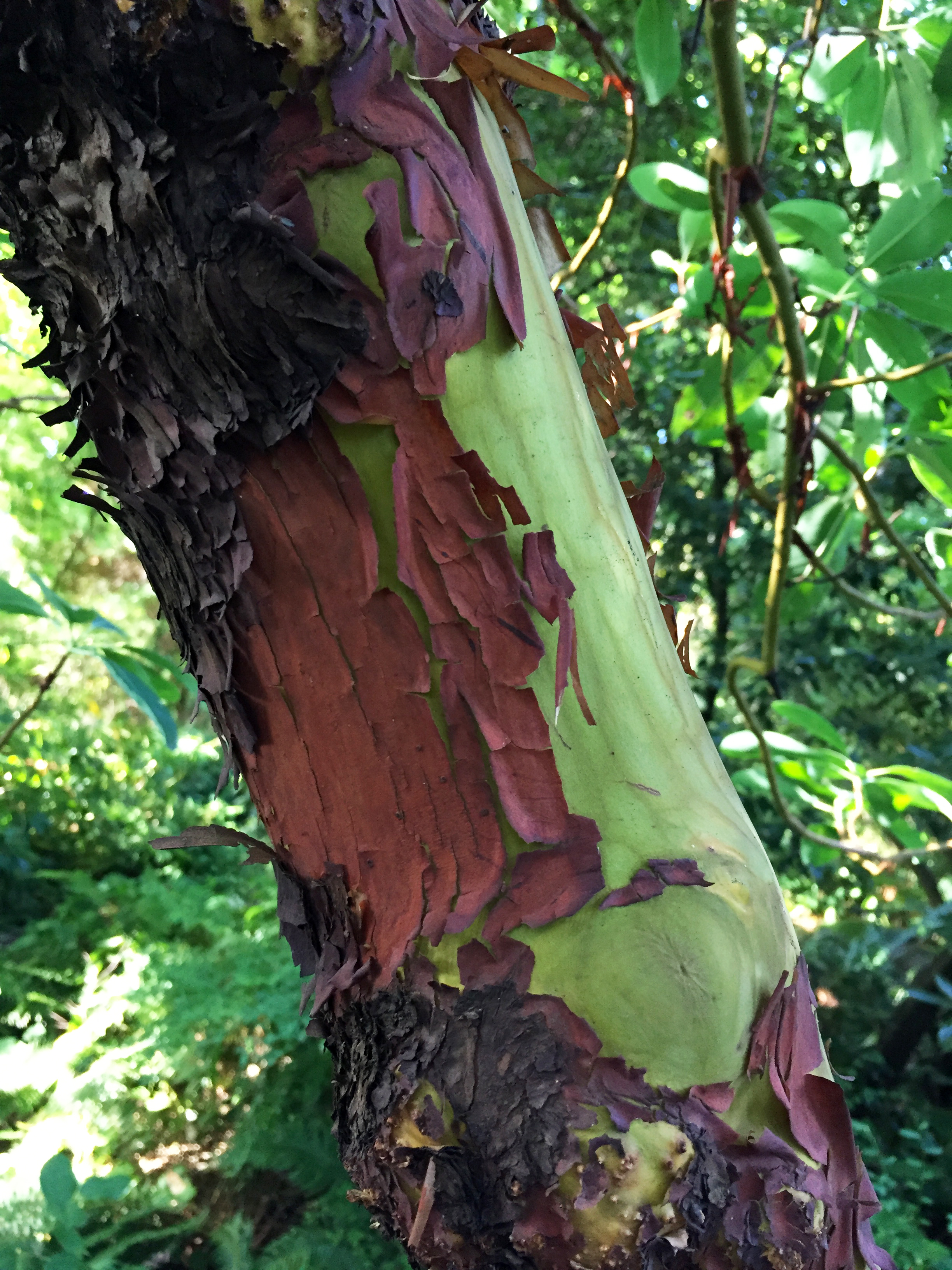 Peeling Bark on Arbutus Menziesii