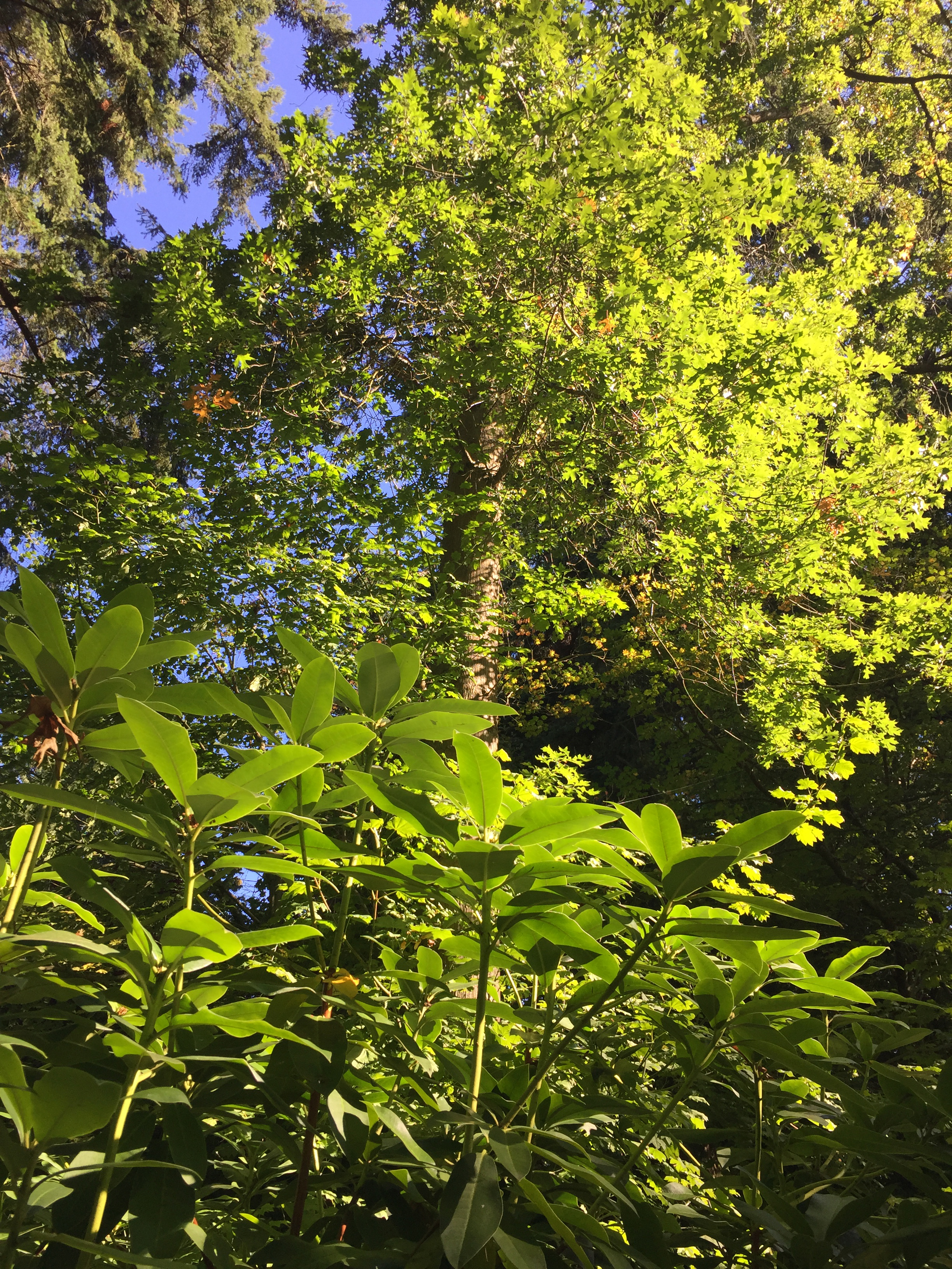 Sunlight in the Trees