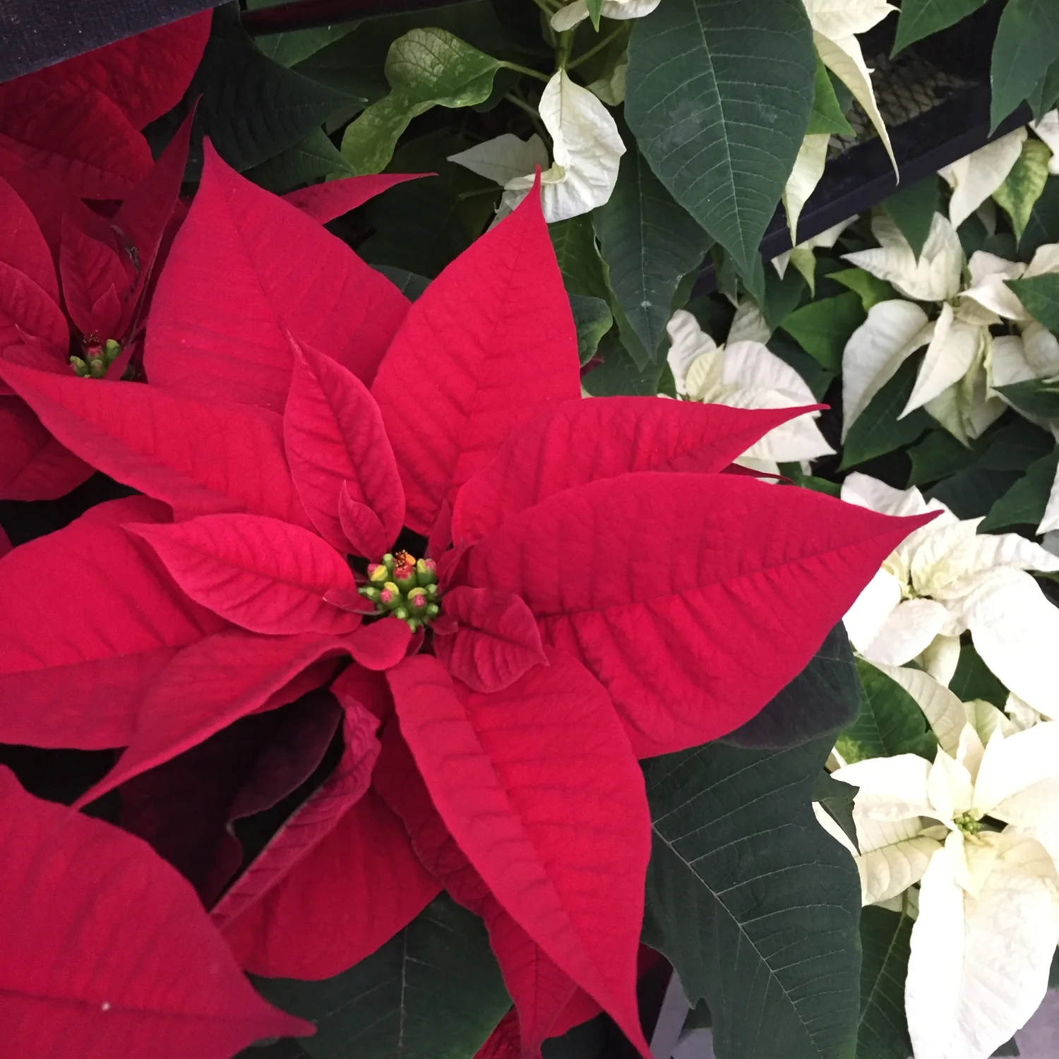 Caring For Your Poinsettia Seattle S Favorite Garden Store Since 1924 Swansons Nursery