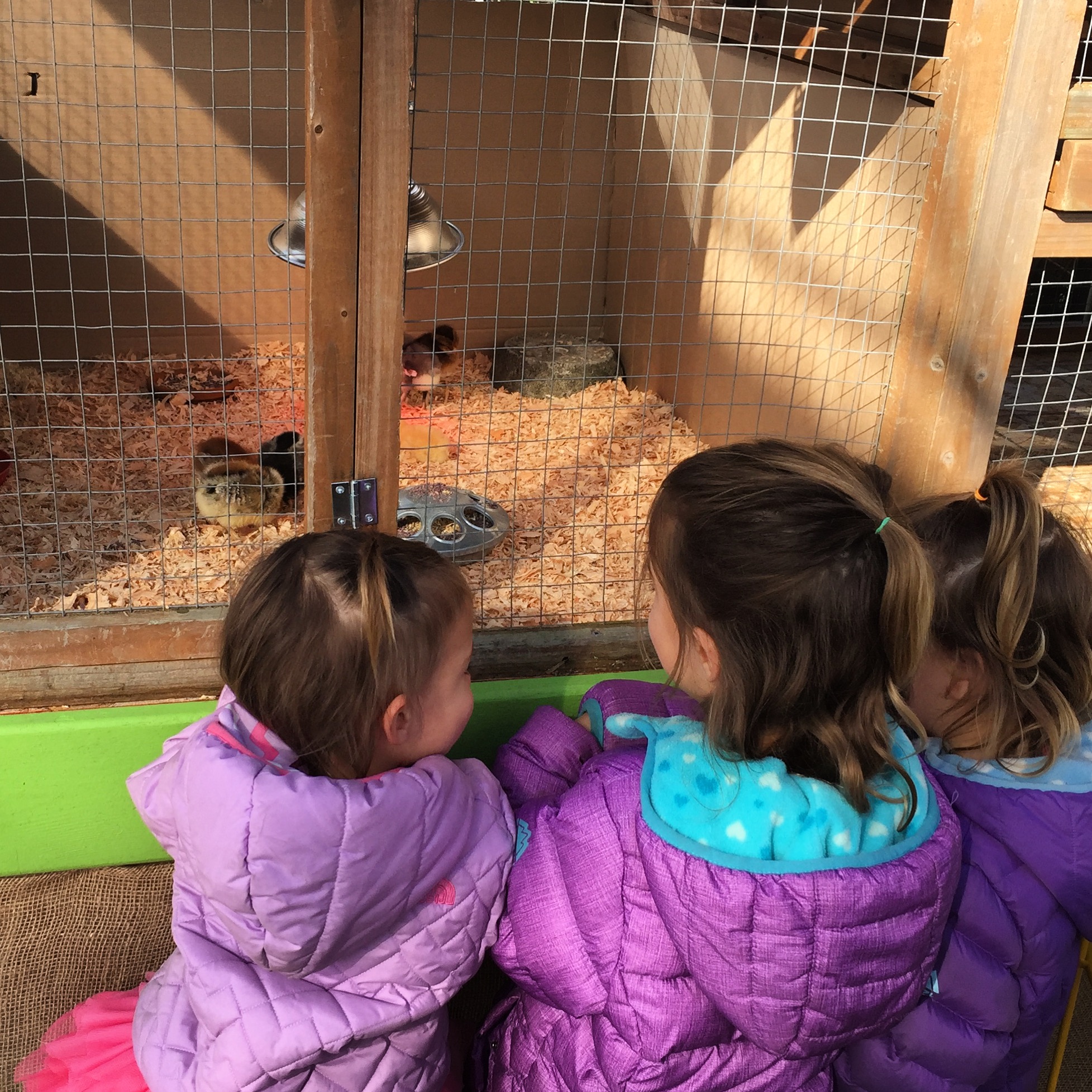 Meeting the chicks